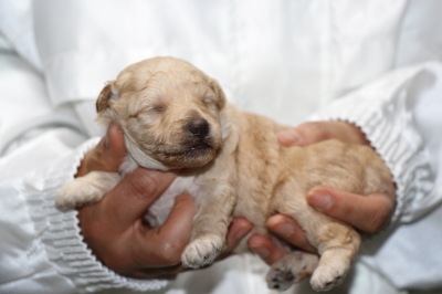 トイプードルクリーム(ホワイト)オスの子犬、生後2週間画像