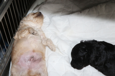 トイプードルクリーム(ホワイト)オスシルバーメスの子犬、生後2週間画像