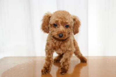 ティーカッププードルレッドの子犬メス、生後半年画像