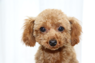 ティーカッププードルレッドの子犬メス、生後半年画像