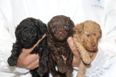 トイプードルの子犬、ブラック(黒)ブラウンオスアプリコットメス、生後3週間画像