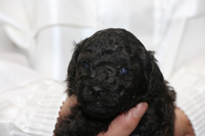 トイプードルブラック(黒)の子犬オス、生後3週間画像