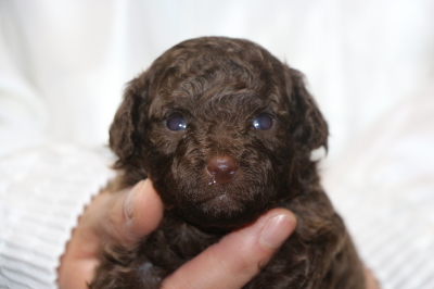 トイプードルブラウン)の子犬オス、生後3週間画像