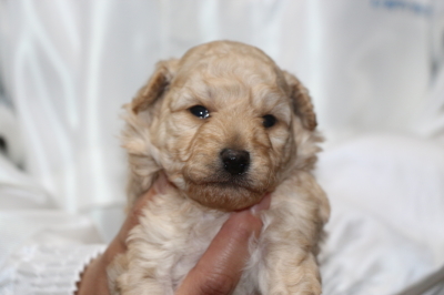 トイプードルクリーム(ホワイト)オスの子犬、生後3週間画像