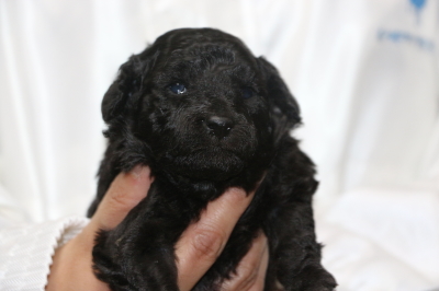 トイプードルシルバーメスの子犬、生後3週間画像