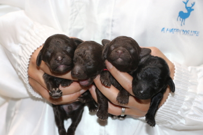 トイプードルブラウンオス1頭メス2頭ブラック(黒)メス1頭の子犬、生後1週間画像