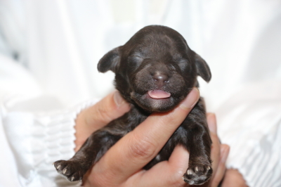 トイプードルブラウンオスの子犬、生後1週間画像