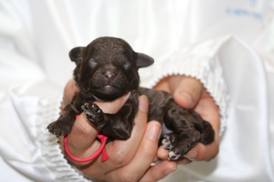 トイプードルブラウンメスの子犬、生後1週間画像