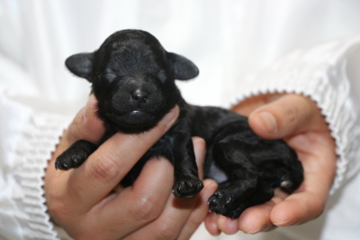 トイプードルブラック(黒)の子犬メス、生後1週間画像