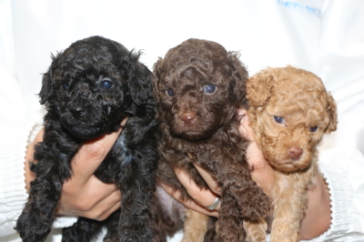 トイプードルの子犬、ブラック(黒)ブラウンオスアプリコットメス、生後4週間画像