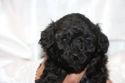 トイプードルブラック(黒)の子犬オス、生後4週間画像