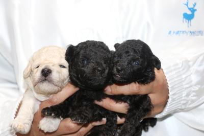 トイプードルホワイト(白)オスシルバーメス2頭の子犬、生後3週間画像