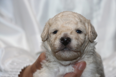 トイプードルホワイト(白)の子犬オス、生後4週間画像