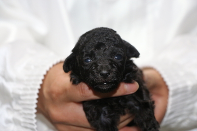 ティーカップシルバーの子犬メス、生後4週間画像