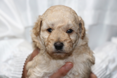 トイプードルクリーム(ホワイト)の子犬オス、生後4週間画像