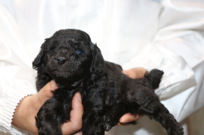 トイプードルシルバーの子犬メス、生後4週間画像