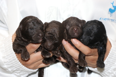 トイプードルブラウンオス1頭メス2頭ブラック(黒)メス1頭の子犬、生後2週間画像