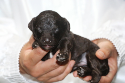 トイプードルブラウンの子犬オス、生後2週間画像