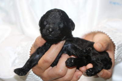 トイプードルブラック(黒)の子犬メス、生後2週間画像