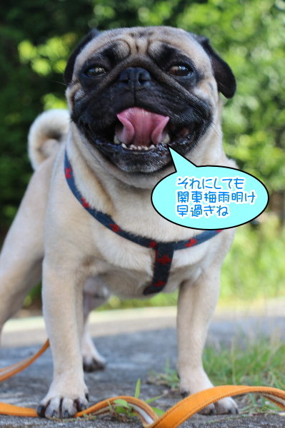 茨城県取手市パグオス成犬のハフ君、千葉県ペットホテル画像