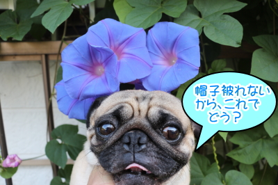 茨城県取手市パグオス成犬のハフ君、千葉県ペットホテル画像