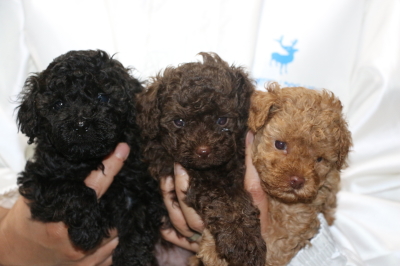 トイプードルの子犬、ブラック(黒)ブラウンオスアプリコットメス、生後5週間