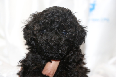 トイプードルブラック(黒)子犬オス、生後5週間画像