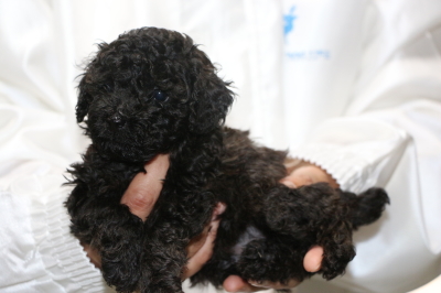 トイプードルブラック(黒)子犬オス、生後5週間画像