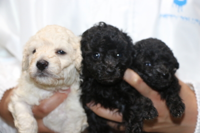 トイプードルホワイト(白)オスシルバーメス2頭の子犬、生後4週間画像