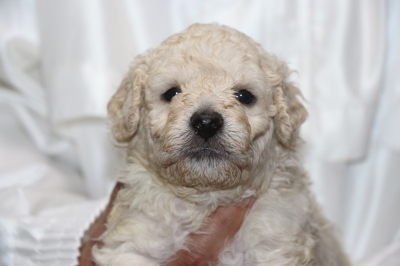 トイプードルホワイト(白)の子犬オス、生後4週間画像