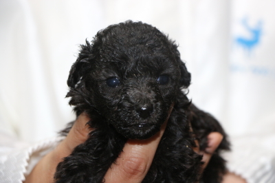 ティーカッププードルシルバーの子犬メス、生後4週間画像
