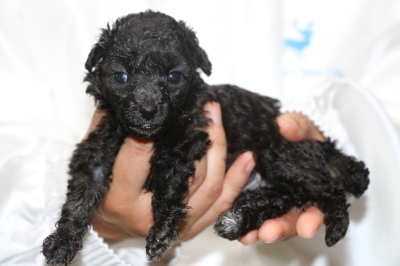ティーカッププードルシルバーの子犬メス、生後4週間画像