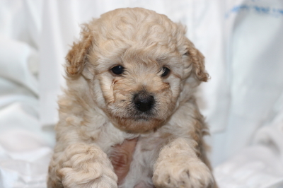 トイプードルクリーム(ホワイト)オスの子犬、生後5週間画像