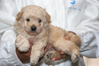 トイプードルクリーム(ホワイト)オスの子犬、生後5週間画像