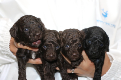 トイプードルブラウンオス1頭メス2頭ブラック(黒)メス1頭の子犬、生後3週間画像
