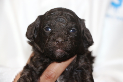 トイプードルブラウンオスの子犬、生後3週間画像