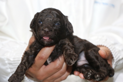 トイプードルブラウンオスの子犬、生後3週間画像