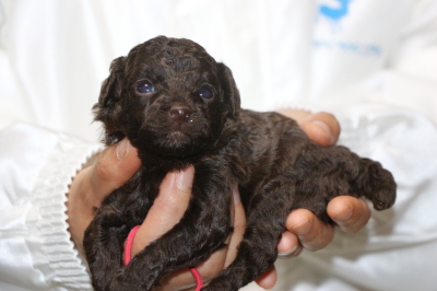 トイプードルブラウンメスの子犬、生後3週間画像