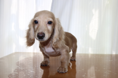 ミニチュアダックスクリーム(イエロー)の子犬メス、生後4ヵ月画像