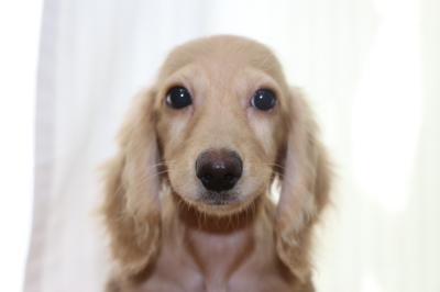 ミニチュアダックスクリーム(イエロー)の子犬メス、生後4ヵ月画像