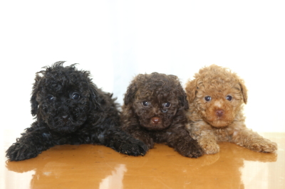 トイプードルの子犬、ブラック(黒)ブラウンオスアプリコットメス、生後6週間画像