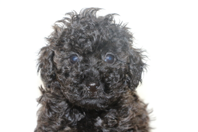トイプードルブラック(黒)の子犬オス、生後6週間画像