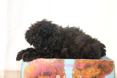 トイプードルブラック(黒)の子犬オス、生後6週間画像