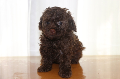 トイプードルブラウンの子犬オス、生後6週間画像