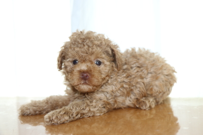 トイプードルアプリコットの子犬メス、生後6週間画像