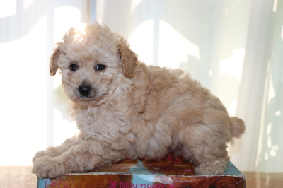 トイプードルクリーム(ホワイト)オスの子犬、生後6週間画像