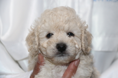 トイプードルホワイト(白)の子犬オス、生後5週間画像