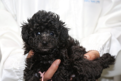 タイニーサイズトイプードルシルバーの子犬メス、生後5週間画像
