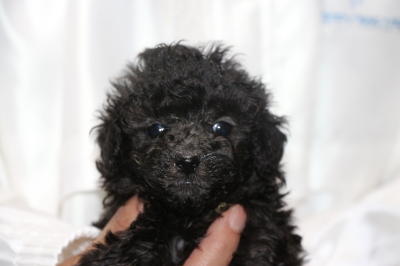 ティーカッププードルシルバーの子犬メス、生後5週間画像
