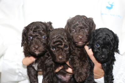 トイプードルブラウンオス1頭メス2頭ブラック(黒)メス1頭の子犬、生後4週間画像